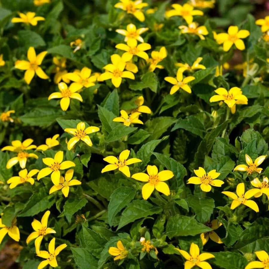 Chrysogonum Virginianum Seeds -  Flower Plant