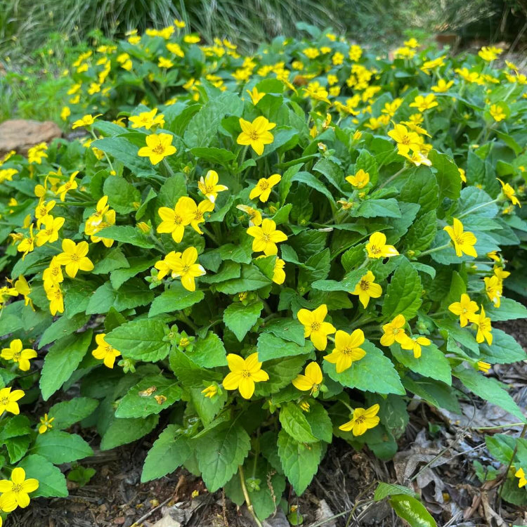 Chrysogonum Virginianum Seeds -  Flower Plant
