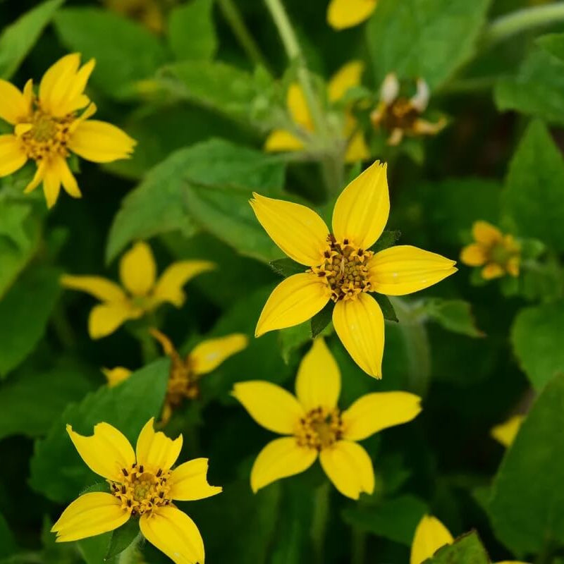 Chrysogonum Virginianum Seeds -  Flower Plant