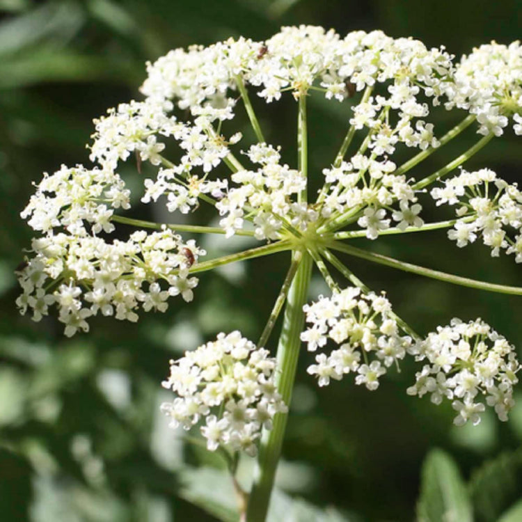 Cicuta Maculata Seeds – Spotted Water Hemlock
