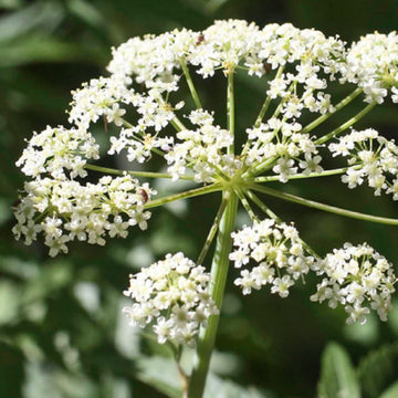 Cicuta Maculata Seeds – Spotted Water Hemlock
