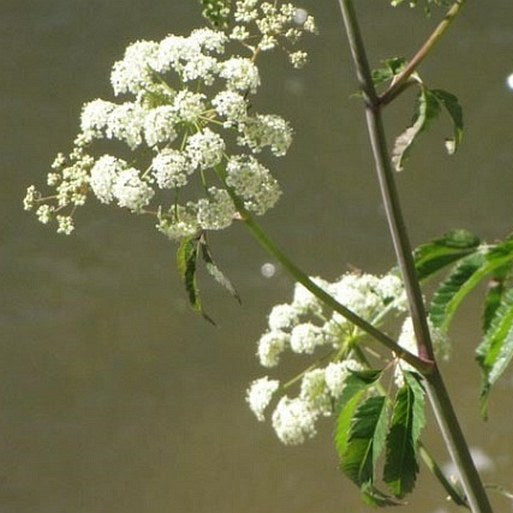 Cicuta Maculata Seeds – Spotted Water Hemlock
