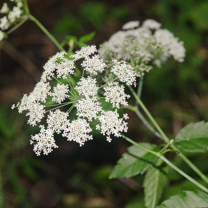 Cicuta Maculata Seeds – Spotted Water Hemlock

