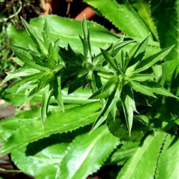 Cilantro Ancho Seeds - Hrebal Plant