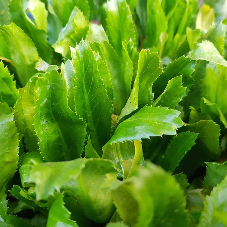 Cilantro Ancho Seeds - Hrebal Plant