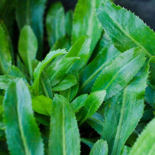 Cilantro Ancho Seeds - Hrebal Plant