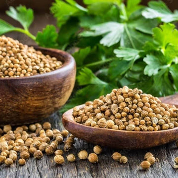 Cilantro Coriander Seeds – Coriandrum sativum