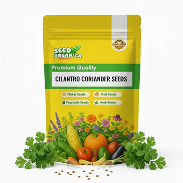Cilantro Coriander Seeds