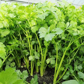 Cilantro Coriander Seeds – Coriandrum sativum