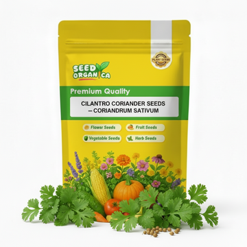 Cilantro Coriander Seeds – Coriandrum sativum