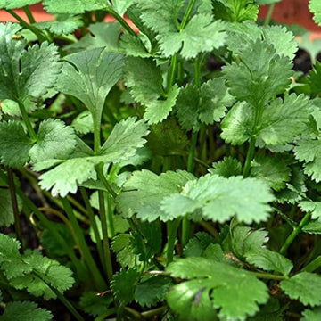 Cilantro Seeds – Green Santo
