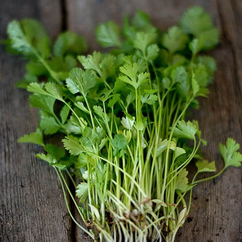 Cilantro Seeds – Large Leaf