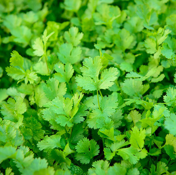 Cilantro Seeds – Organic Dwarf Lemon