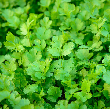 Cilantro Seeds – Organic Dwarf Lemon