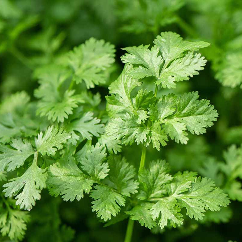 Cilantro Seeds – Organic Dwarf Lemon