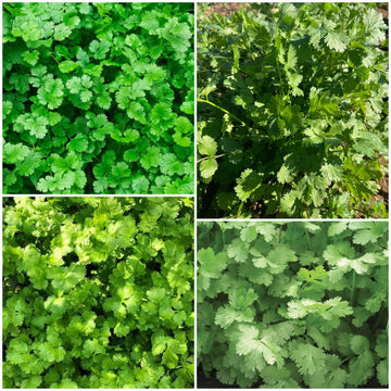 Cilantro Seeds - All In One For Home Gardens