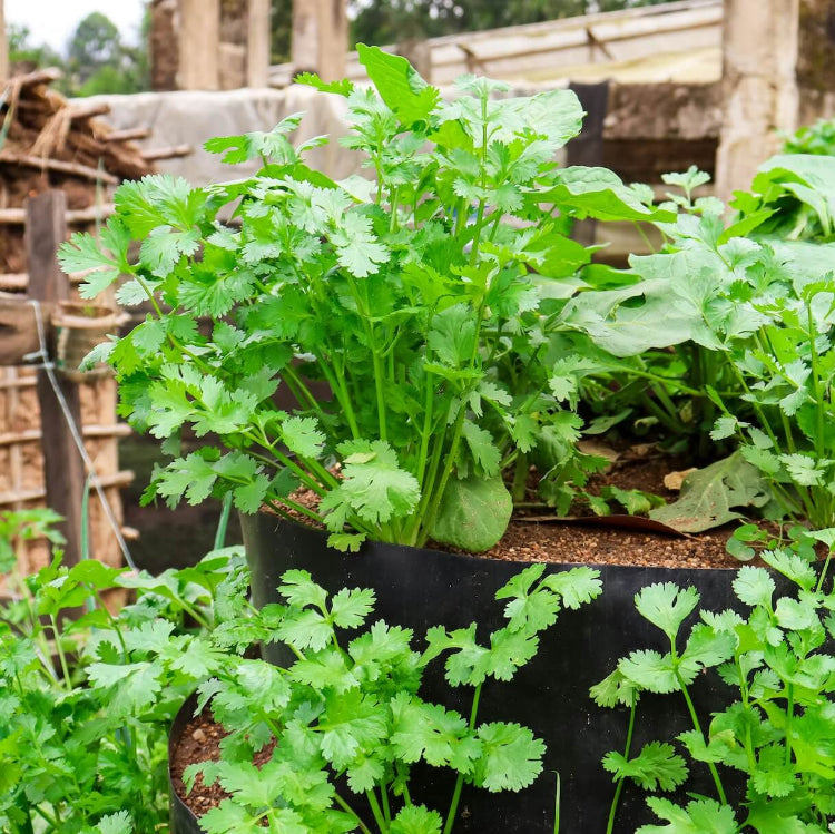Cilantro Seeds - All In One For Home Gardens