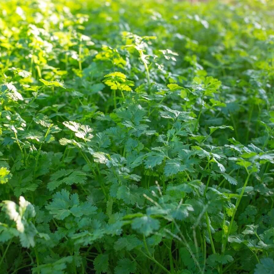 Cilantro Seeds - All In One For Home Gardens