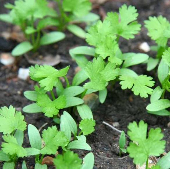 Cilantro Seeds - All In One For Home Gardens