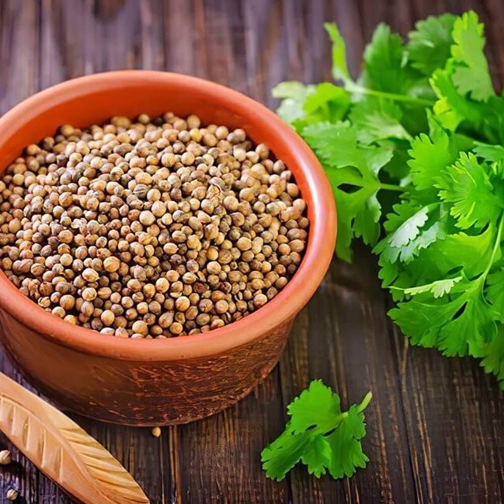 Cilantro Seeds - All In One For Home Gardens