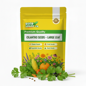 Cilantro Seeds – Large Leaf
