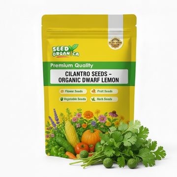 Cilantro Seeds – Organic Dwarf Lemon