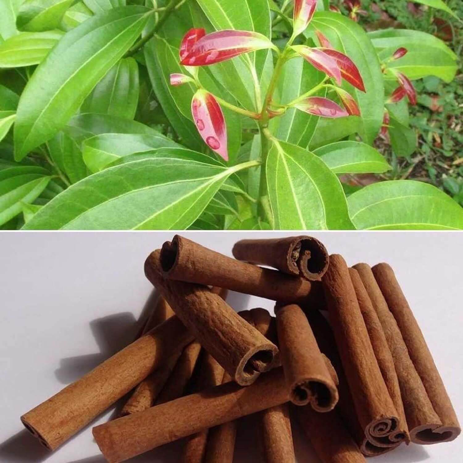 Cinnamon Seeds – Aromatic Spice