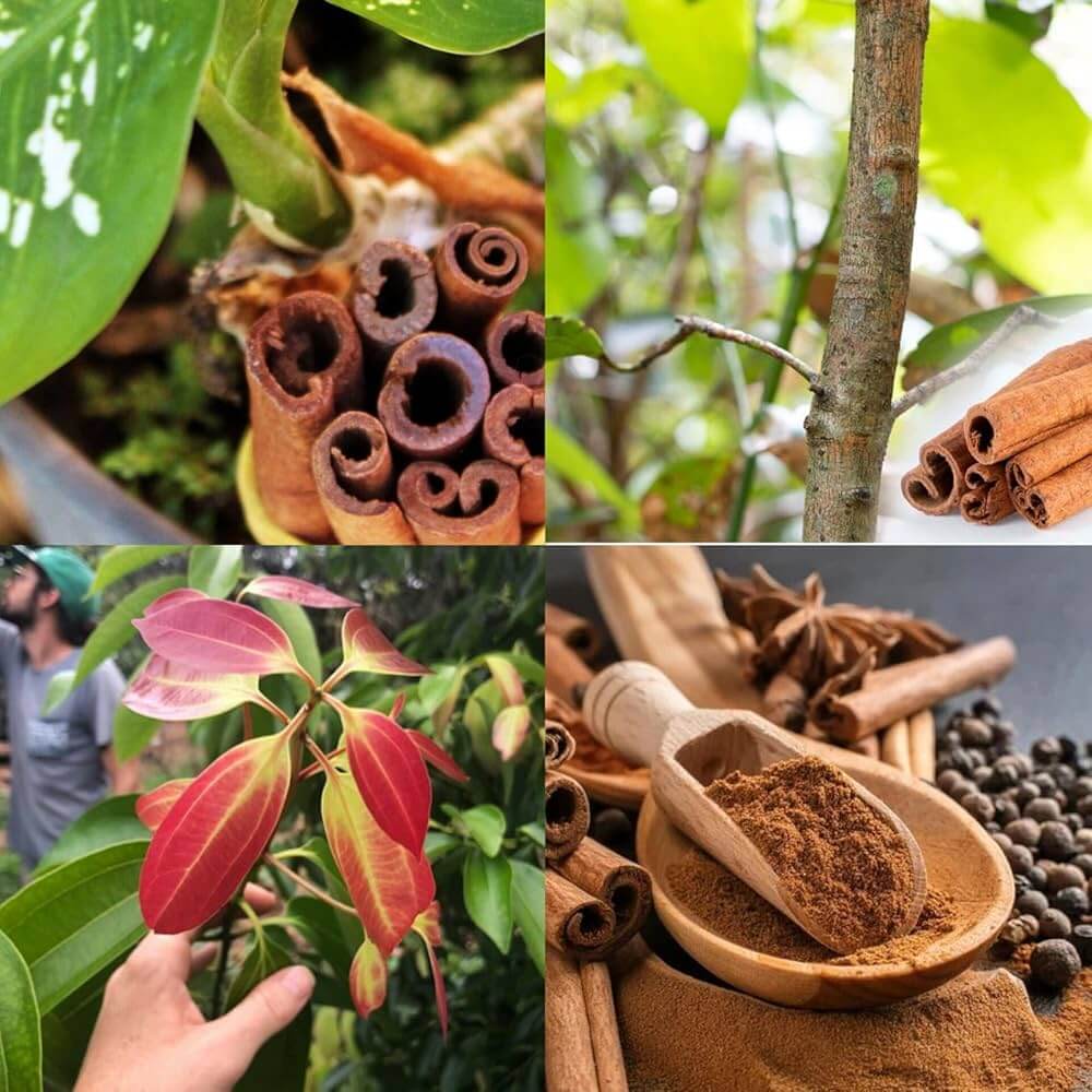 Cinnamon Seeds – Aromatic Spice