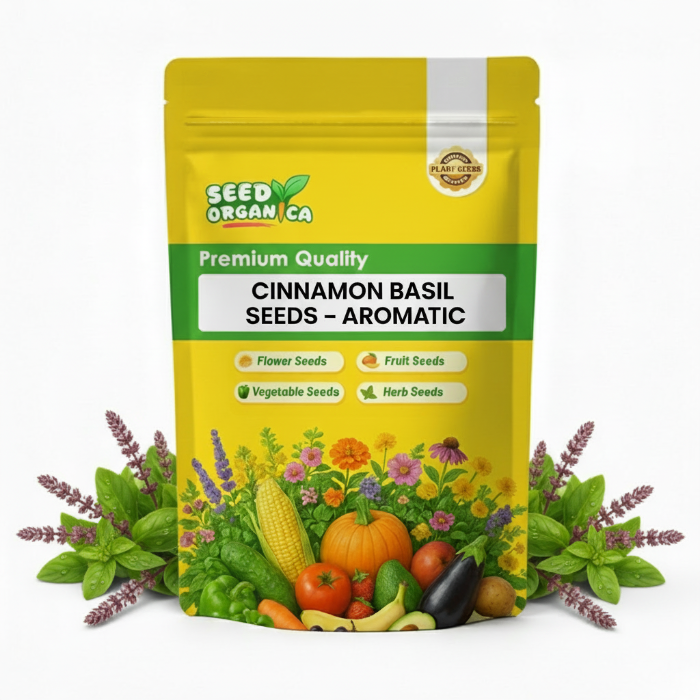 Cinnamon Basil Seeds – Aromatic
