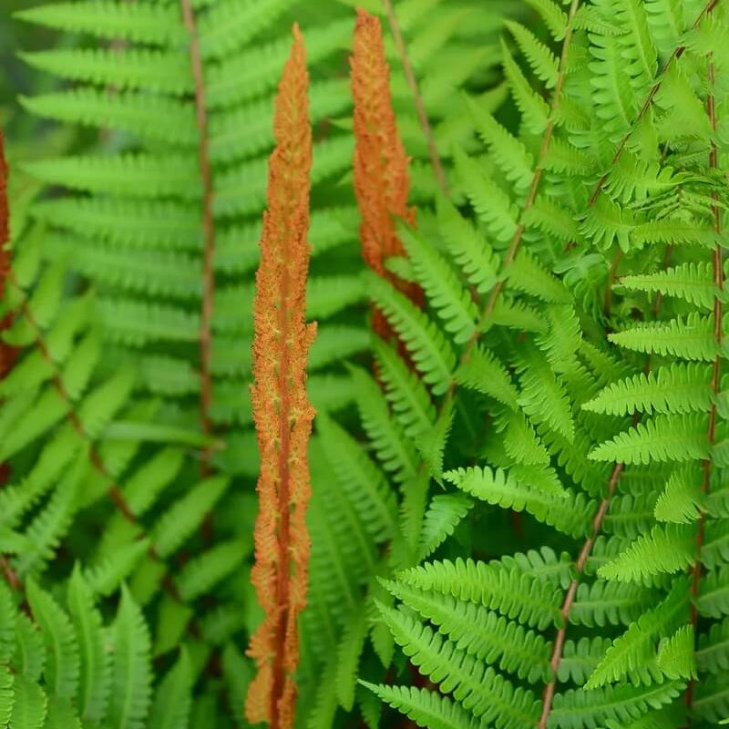Cinnamon Fern Spores  Seeds