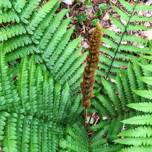 Cinnamon Fern Spores  Seeds