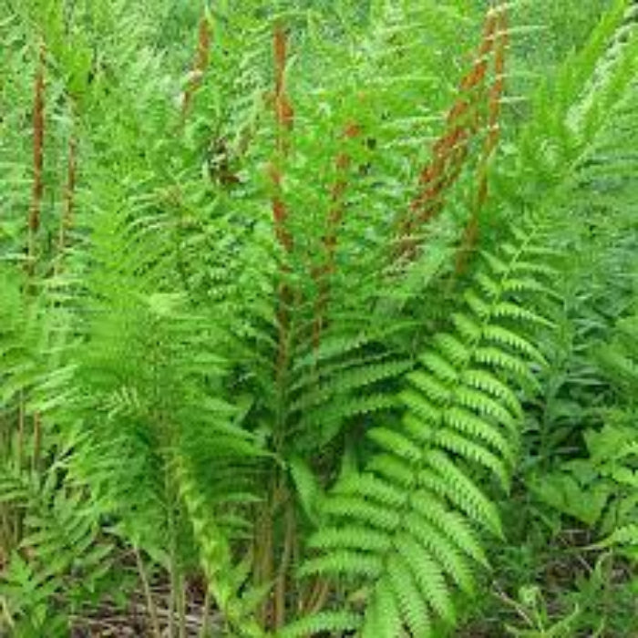 Cinnamon Fern Spores  Seeds