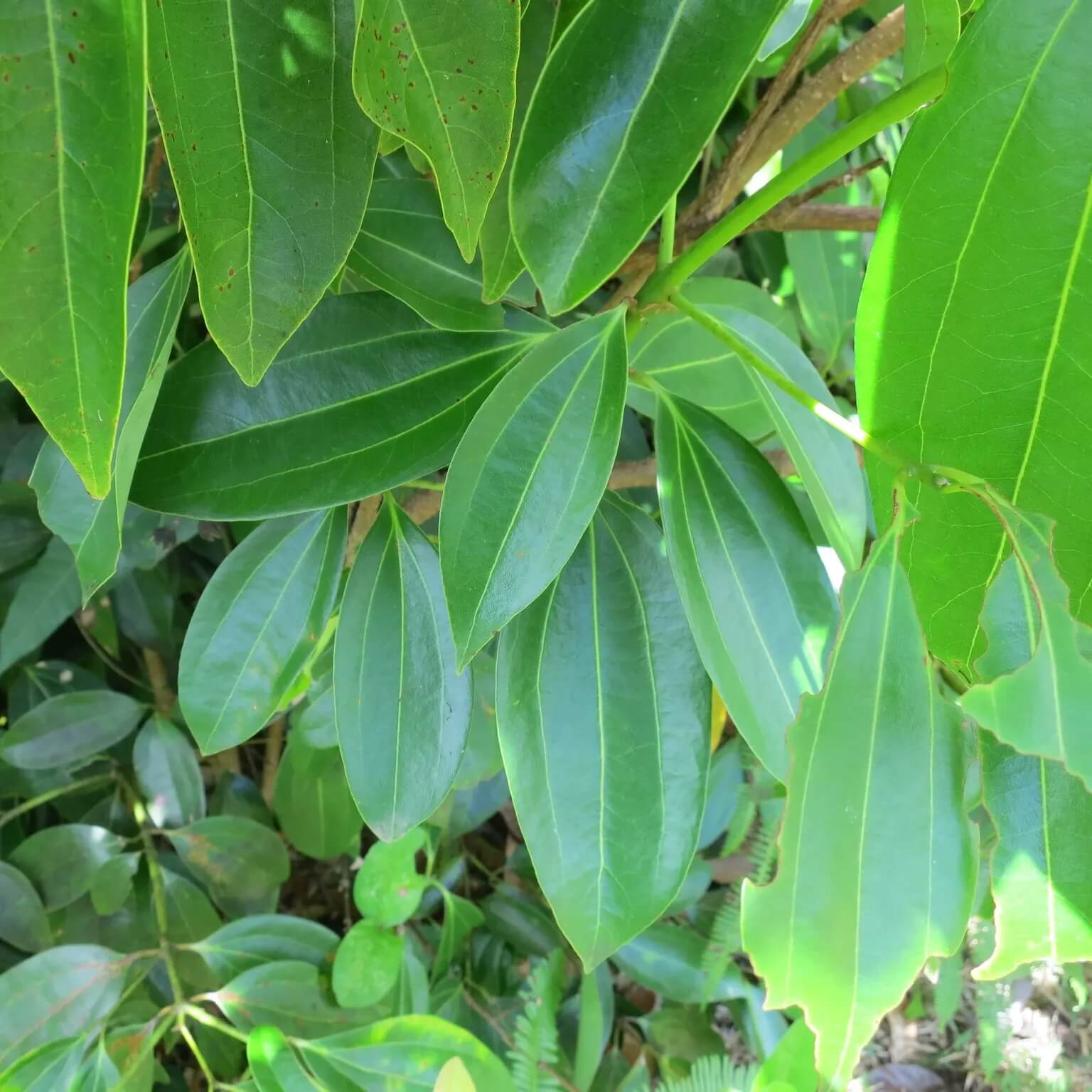 Cinnamon Seeds - Herbal Plant for Home Gardens