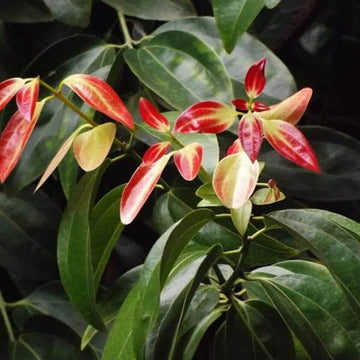 Cinnamon Seeds - Herbal Plant for Home Gardens