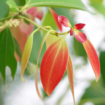 Cinnamon Seeds - Herbal Plant for Home Gardens
