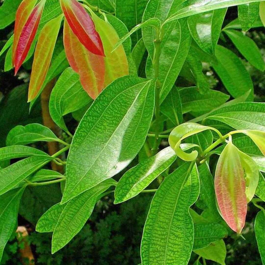 Cinnamon Seeds – Aromatic Spice