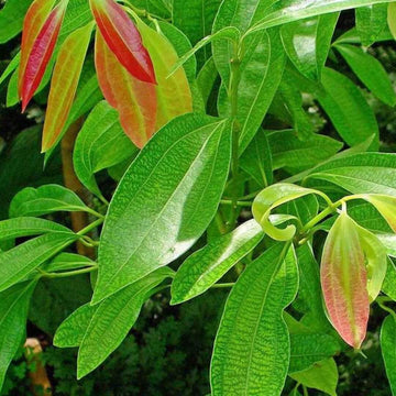 Cinnamon Seeds – Aromatic Spice