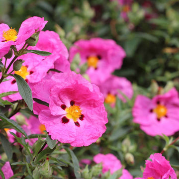 Rock Rose Seeds – Pink