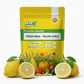 Citron Seeds – Yellow Citrus