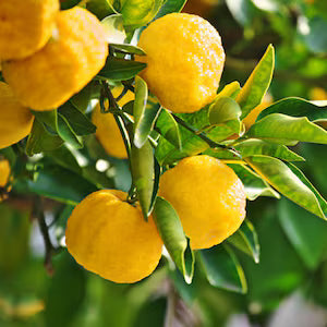 Citron Seeds – Traditional

