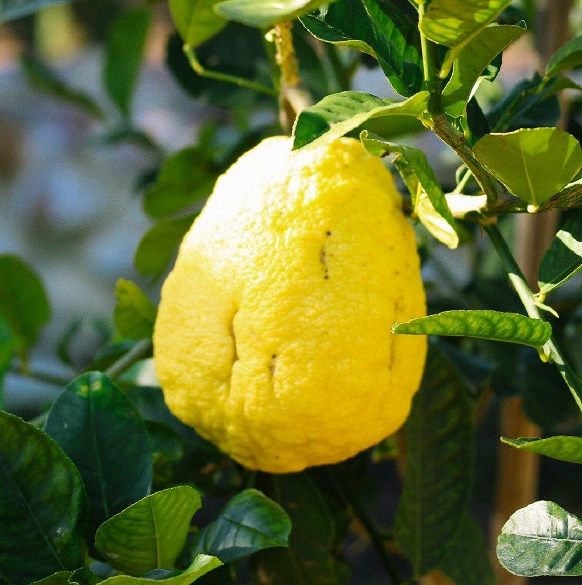 Citron Seeds – Traditional
