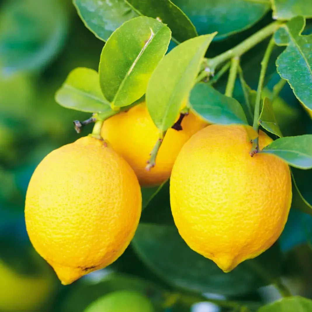 Citron Seeds – Yellow Citrus
