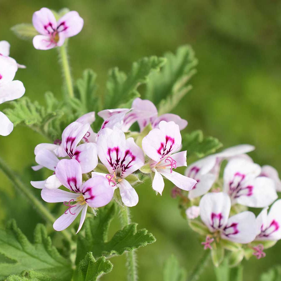 Citronella Seeds – Fragrant
