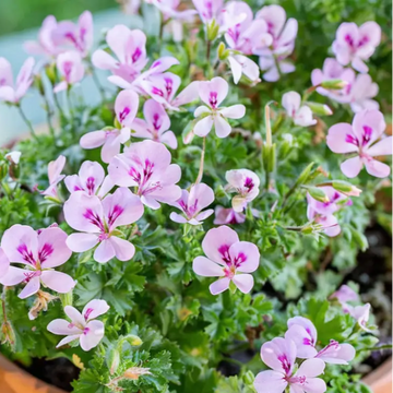 Citronella Seeds – Fragrant
