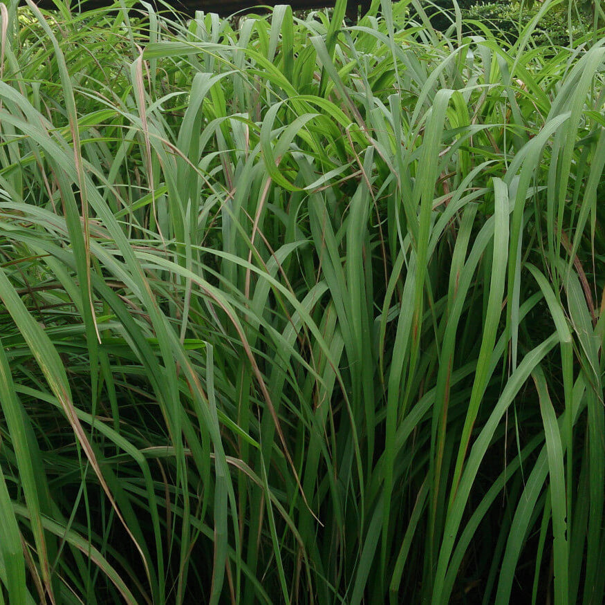 Citronella Grass Seeds