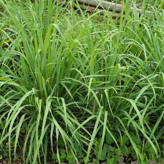 Citronella Grass Seeds