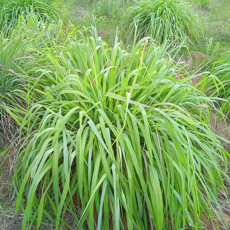 Citronella Plant Seeds