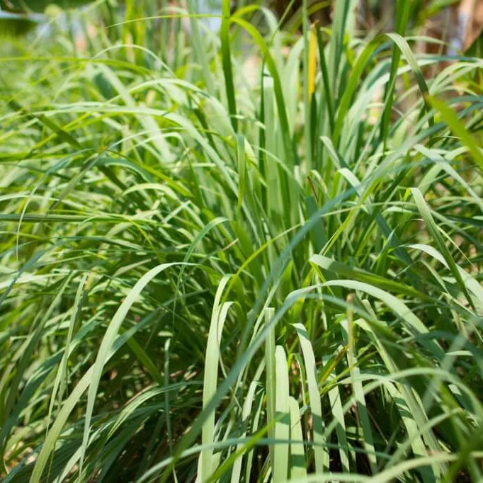 Citronella Plant Seeds