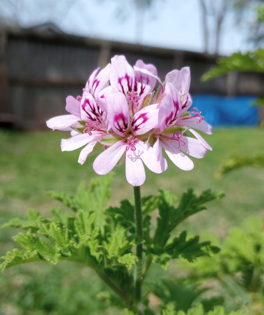 Citronella Seeds – Fragrant
