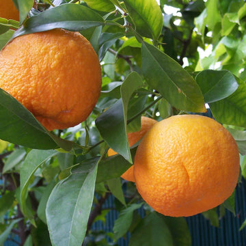 Citrus Aurantium Seeds - Fruit Plant